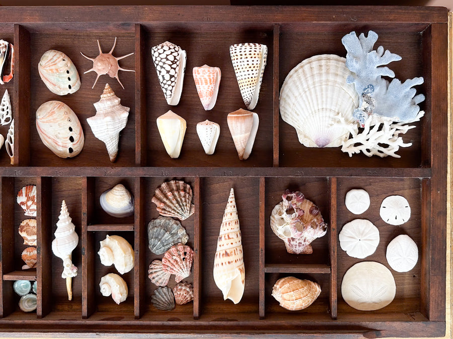 Large Printers Tray Shell Display