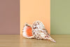 Large Triton Shell
