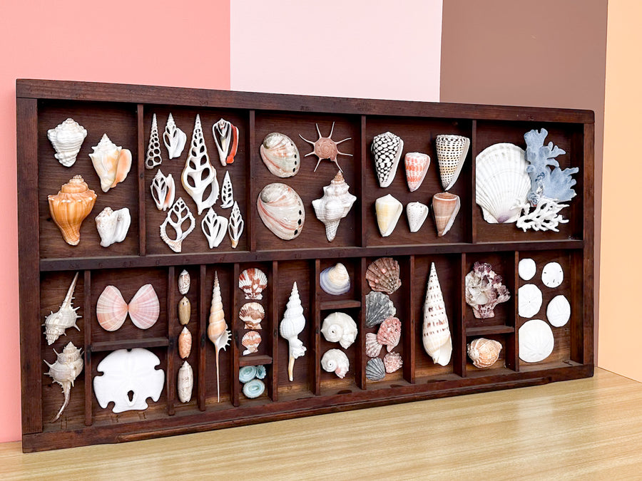 Large Printers Tray Shell Display