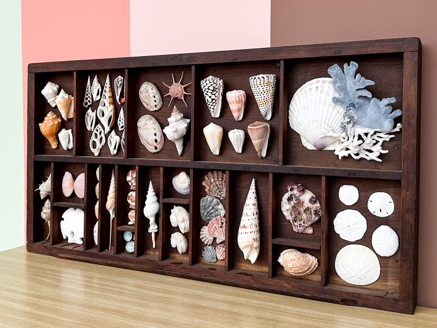 Large Printers Tray Shell Display