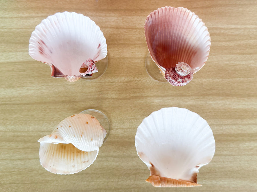 Set of Four Shell Chic Coupes