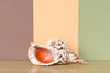 Large Triton Shell