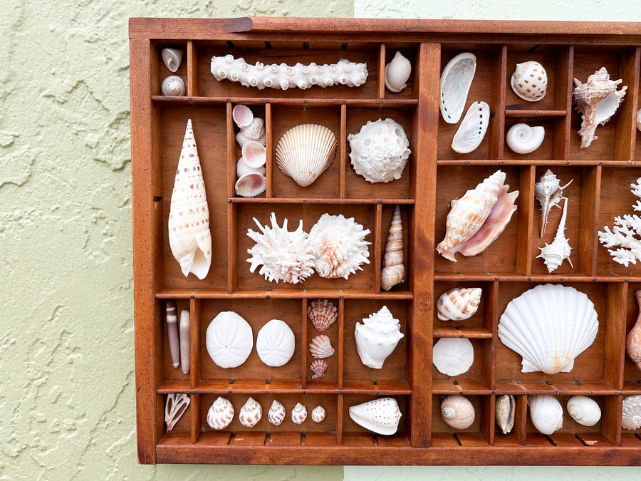 Printers Tray Shell Display