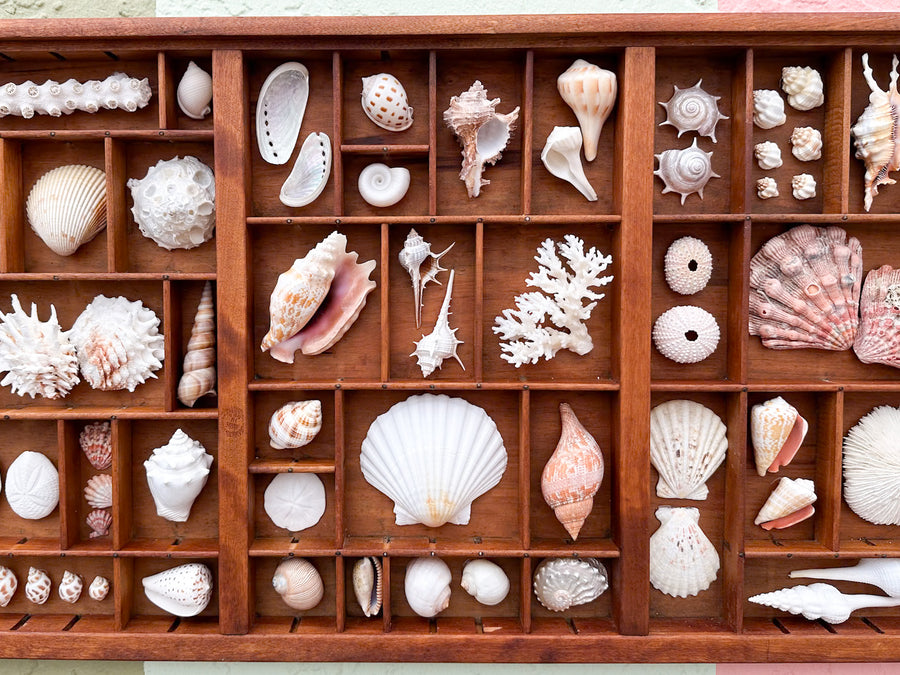 Printers Tray Shell Display