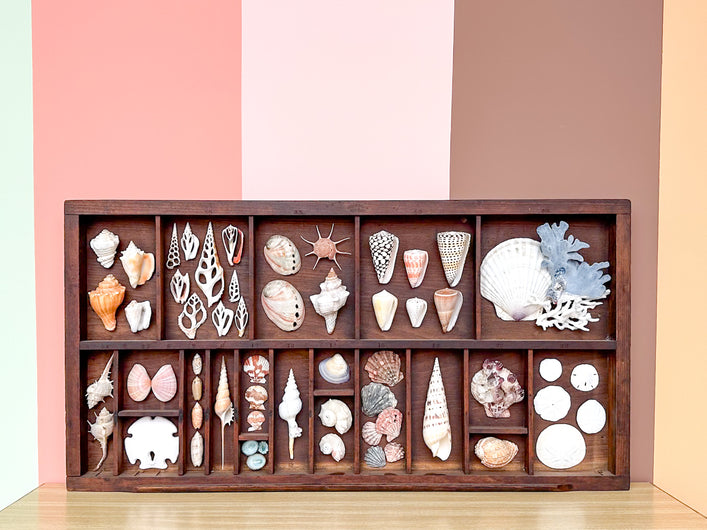 Large Printers Tray Shell Display