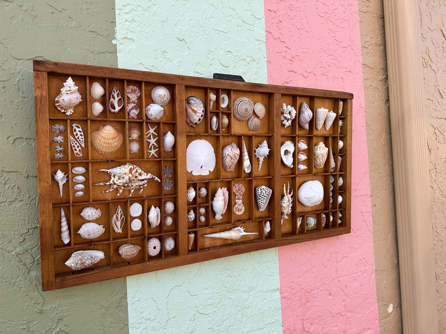 Printers Tray Shell Display