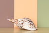 Large Triton Shell