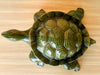Cute Green Garden Turtle