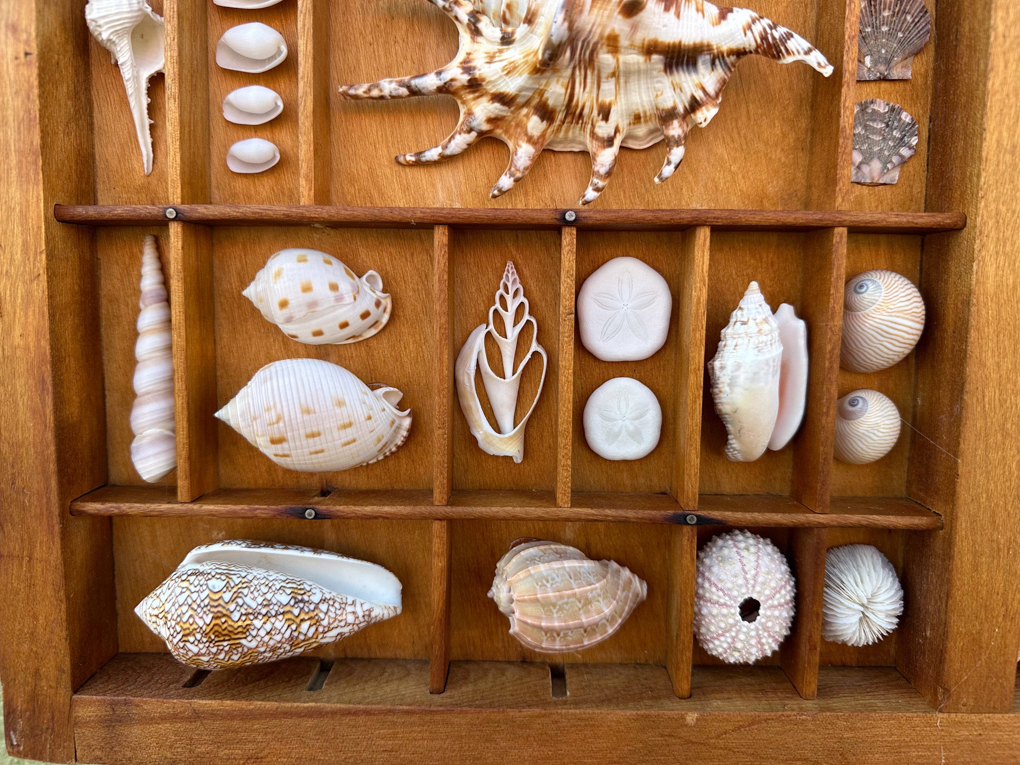 Seashell display deals case