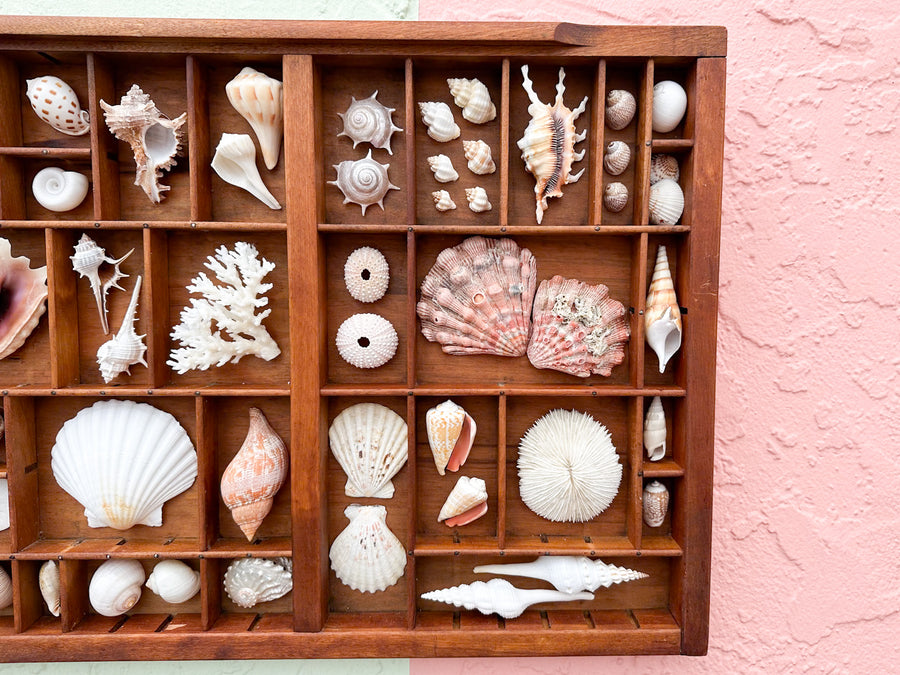 Printers Tray Shell Display