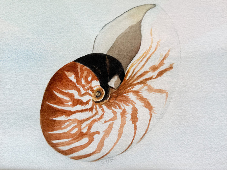 Set of Three Original Watercolor Shell Art by Janet Heaton
