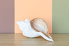 Horse Conch Natural Shell