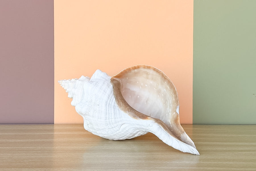 Horse Conch Natural Shell