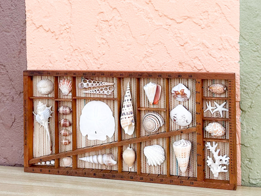 Petite Printers Tray Shell Display