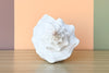 Horse Conch Natural Shell