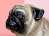 Precious Pug by the Townsends