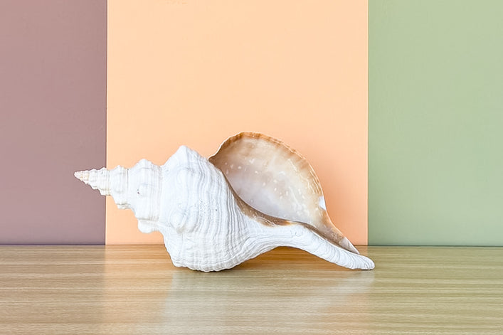 Horse Conch Natural Shell