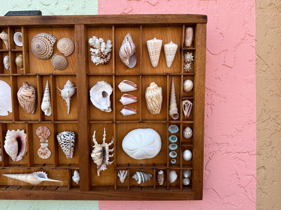 Printers Tray Shell Display