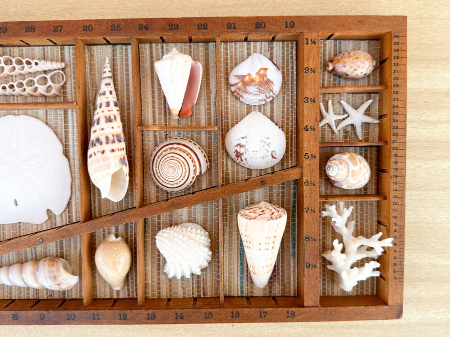 Petite Printers Tray Shell Display