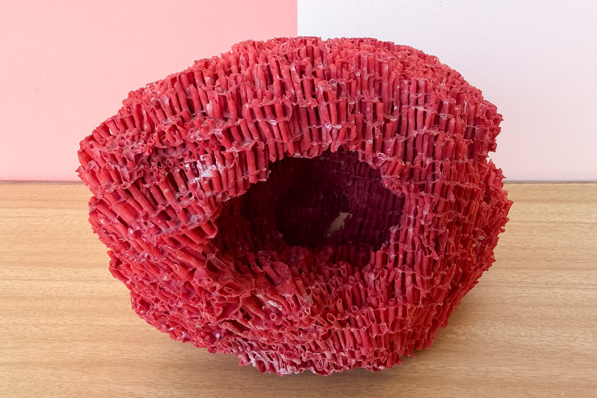 Red Pipe Coral