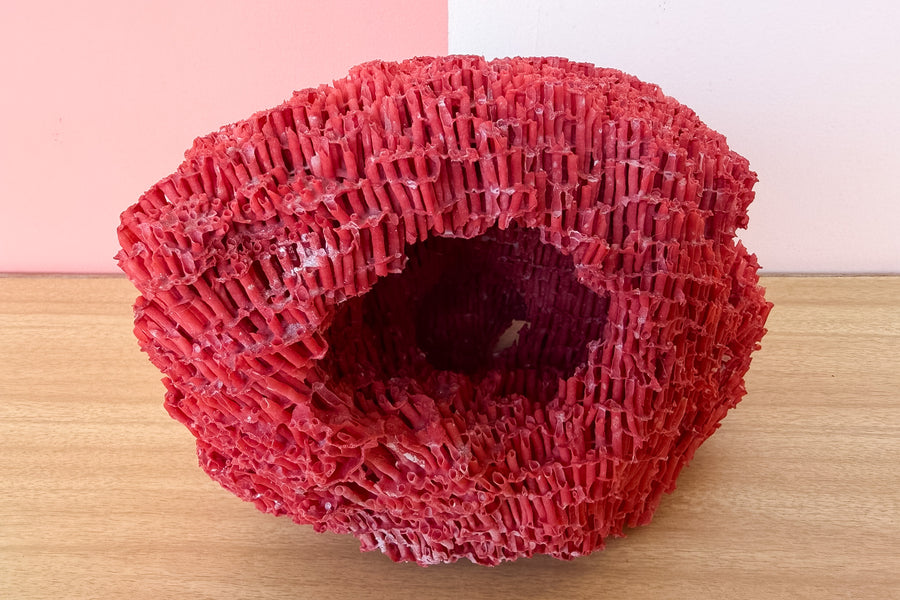 Red Pipe Coral