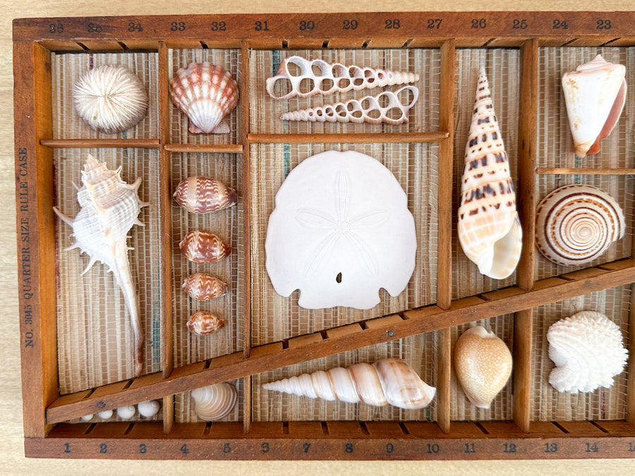 Petite Printers Tray Shell Display