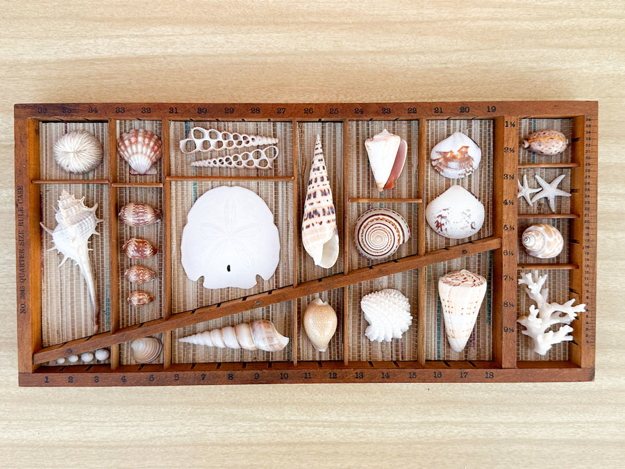 Petite Printers Tray Shell Display