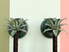 Pair of Palm Tree Wall Sconces
