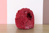Red Pipe Coral