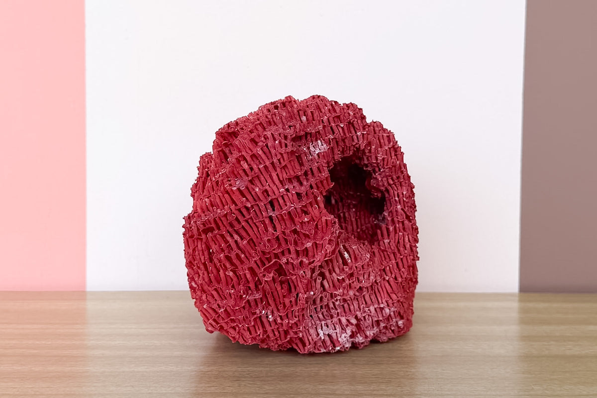 Red Pipe Coral