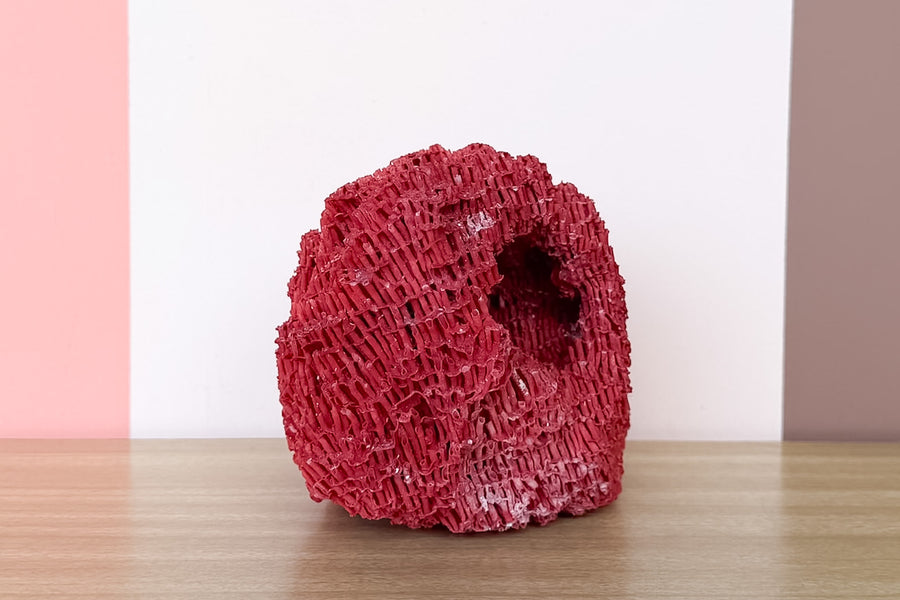 Red Pipe Coral