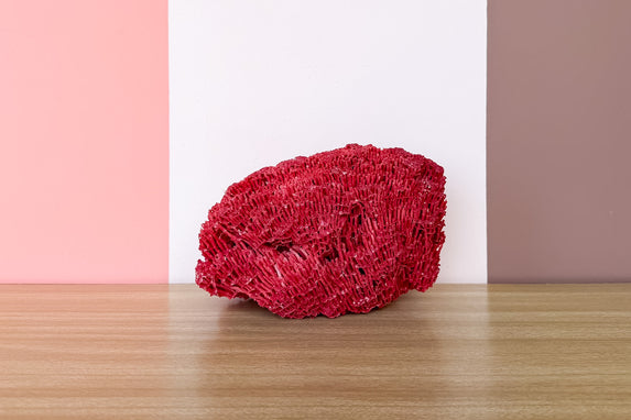 Red Pipe Coral