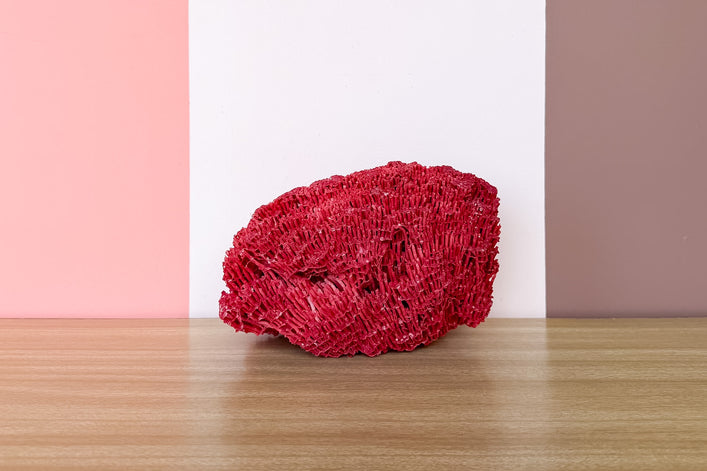 Red Pipe Coral