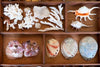 Large Printers Tray Shell Display