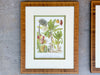 Pair of Colorful Fruit Framed Prints