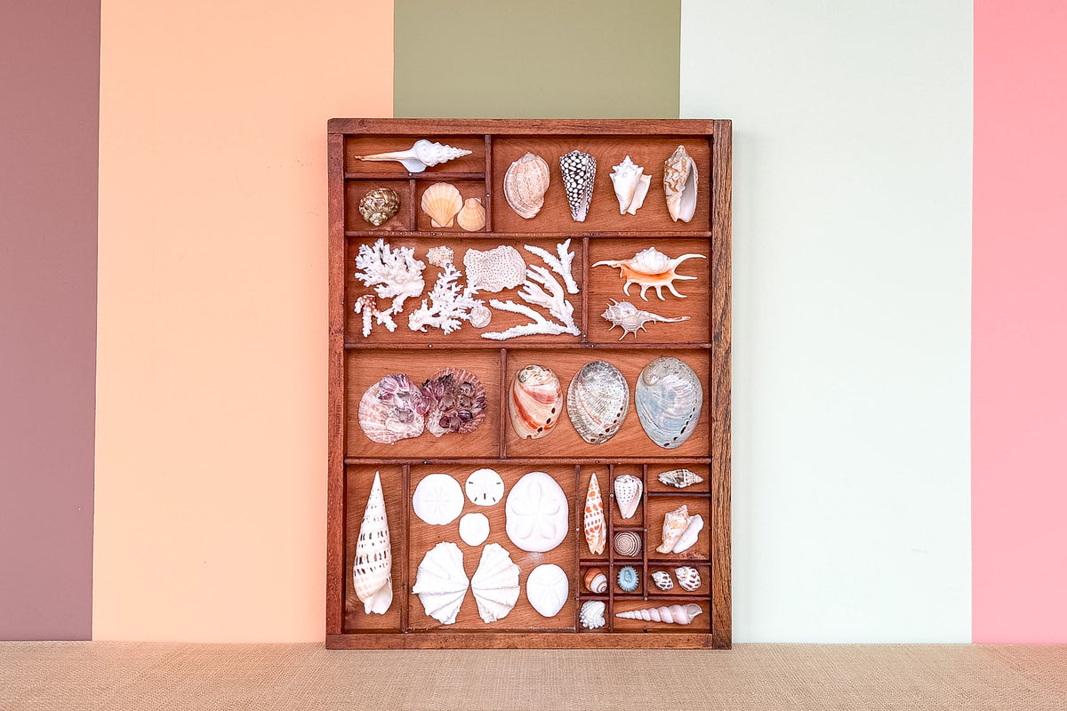 Large Printers Tray Shell Display