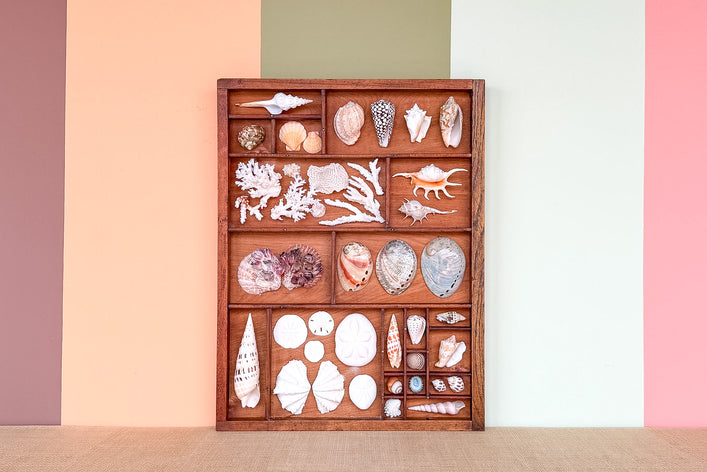 Large Printers Tray Shell Display