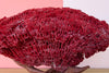 Red Pipe Coral On Stand