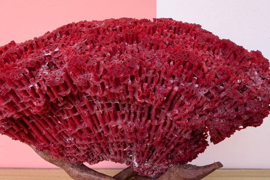 Red Pipe Coral On Stand