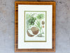 Pair of Colorful Fruit Framed Prints