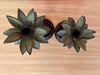 Pair of Palm Tree Candle Holders