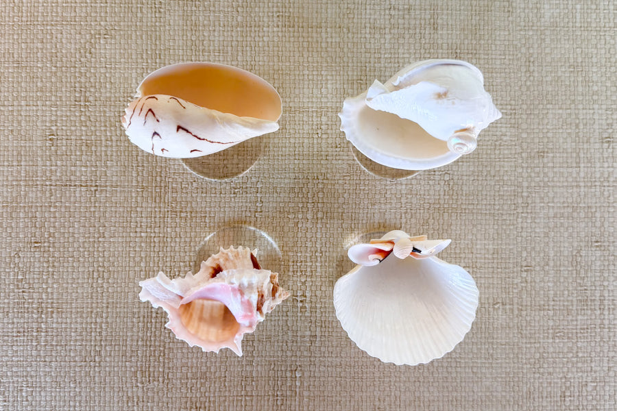 Set of Four Shell Coupes