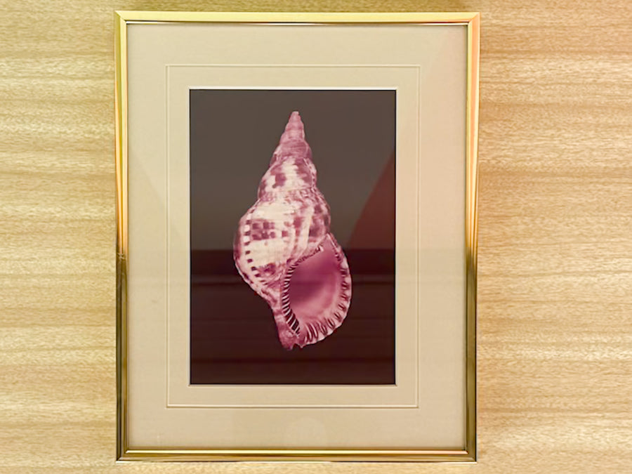Pair of Purple Haze Shell Prints