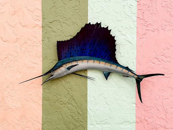 Petite Tag and Release Mounted Sailfish
