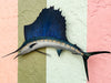 Petite Tag and Release Mounted Sailfish