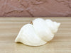 Set of Twelve Ceramic Seashell Napkin Rings