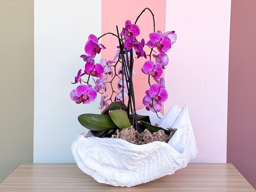 Kips Bay Show House Resin Clam Shell by Made Goods