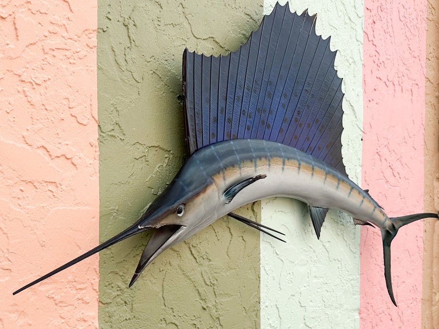 Petite Tag and Release Mounted Sailfish