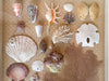Shadowbox Shell Art