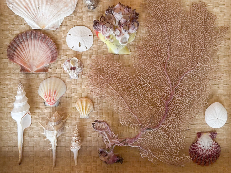 Shadowbox Shell Art